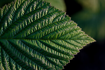 one green raspberry leaf close up