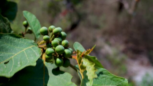 Solanum torvum, also known as pendejera, turkey berry in the himalayan region of Uttarakahand india. wild flower and berries