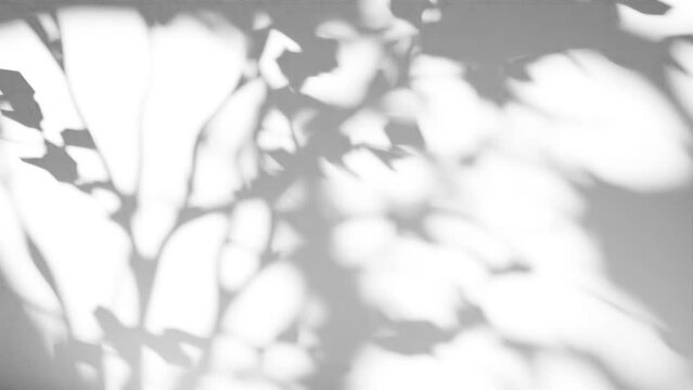 Leaf Tree Shadow Overlay Video - 4k Endless Loop UHD - Animated Gobo Animation - Light Texture