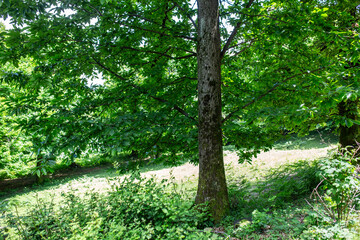 Fototapeta premium beautiful vegetation of the mountains of northern Italy