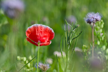 red poppy flower in the field close-up