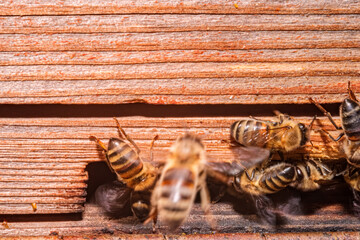 A group of bees are flying around a wooden surface. The bees are in various positions, some are flying and others are resting. Concept of movement and activity. Selective focus.