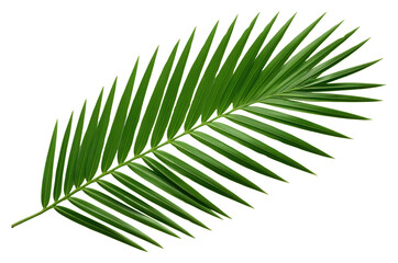 Obraz premium PNG A mini palm leaf plant tree white background.