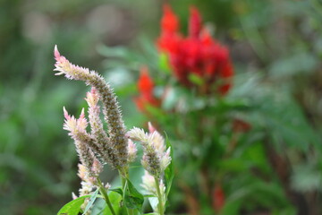 燃え上がる炎の花