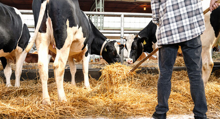 Male farm worker working in livestock farm. Farmer covering floor in cowshed with straw.