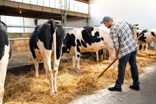 Male farm worker working in livestock farm. Farmer covering floor in cowshed with straw.