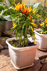 Growing pepper in a pot in the yard of a country house. Gardening and country life.