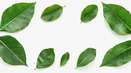 Obraz premium Minimalist Green Leaf Frame with Central Blank Space on White Background