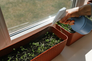 Unrecognisable woman water spraying microgreen home-grown arugula herb sprouts on trays standing on...