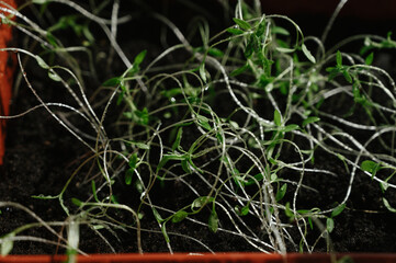 Closeup shot of micro green spinach sprouts leaves sprayed with water on a tray. Plant based at home-grown produce, horticulture eco friendly concept. 