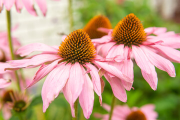 Fototapeta premium Beautiful daisies growing in the garden. Gardening concept, close-up. The flower is pollinated by a bumblebee.