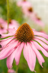 Beautiful daisies growing in the garden. Gardening concept, close-up. The flower is pollinated by a bumblebee.