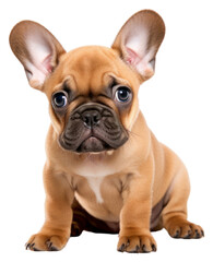 Obraz premium PNG Adorable fawn French Bulldog puppy bulldog animal mammal.