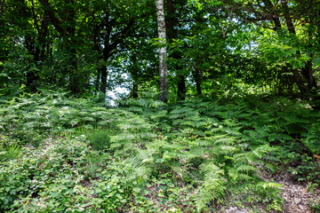 beautiful vegetation of the mountains of northern Italy