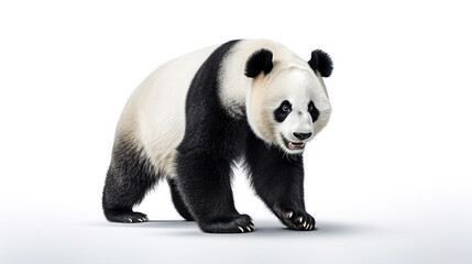 giant panda bear