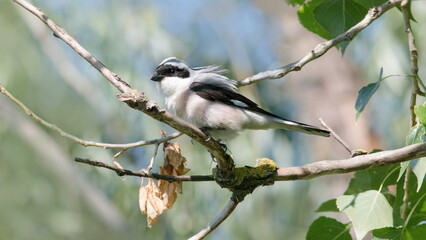 Obraz premium great woodpecker on branch