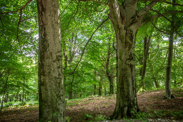 beautiful vegetation of the mountains of northern Italy