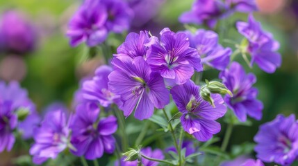 Blooming Purple Flowers in the Summer