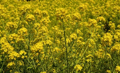 Obraz premium 春、美しく咲き誇る菜の花の花畑。 
