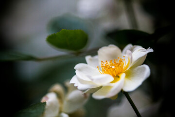 white flower of a rose