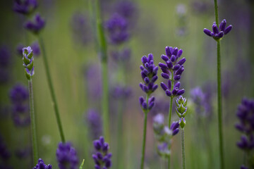 Lavender close-up - Purple over green