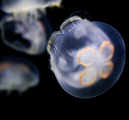 jellyfish