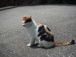 まったりとしていた野良猫
