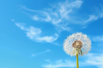 Naklejka premium Lone dandelion with fluffy seeds ready for dispersal on a clear blue day
