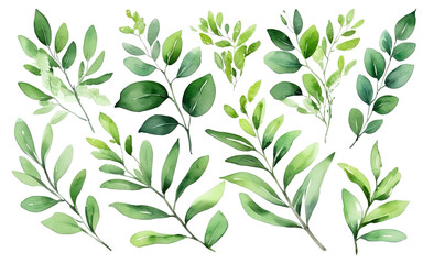 Set of leaves green. watercolor illustration. Isolated transparent 