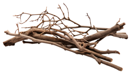 PNG Driftwood branch plant transparent background