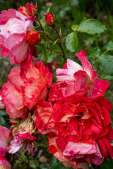 details red rose petals in the sun