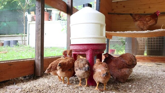 Group of brown chickens drinking water from feeder in wooden chicken coop. One chicken is perched on a wooden shelf inside the coop. Outdoor farm setting.
