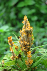 燃え上がる炎の花