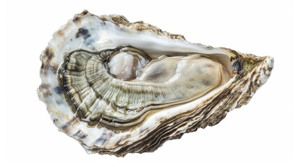 Fresh oyster shell brimming with potential on a white backdrop. Rich in protein and nutrients, this seafood delicacy is a healthy and delicious choice