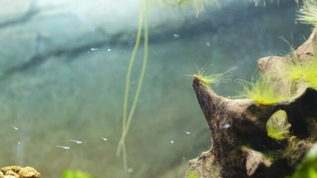 横から見るかわいいメダカの針子