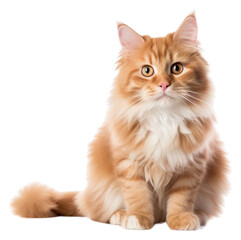 Fototapeta premium PNG Mammal animal kitten pet.