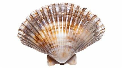 Obraz premium Empty scallop shell standing upright, showing its nacre and ridges on a white background
