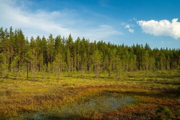 Swamp in northern Europe. Summer day in Finland.