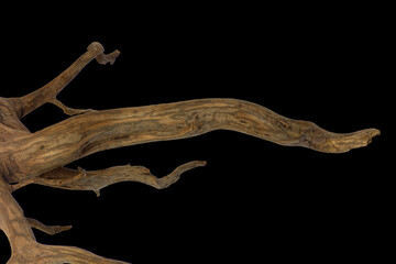 Obraz premium Driftwood or aged wood root textured isolated on black background with clipping path