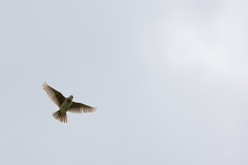Eurasian skylark - Alauda arvensis - a bird in flight. 