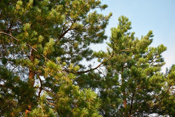 Pine branches filled with lush green needles stretch to the blue sky.