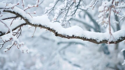 The soft white snow covering the tree limbs