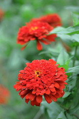 ガーデニングの定番の花