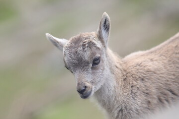 baby goat