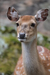 Doe in the woods