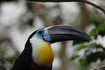 toucan in the zoo