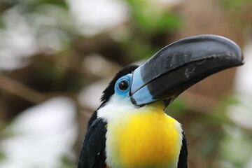 yellow billed toucan in a tree