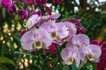 pink orchid flowers