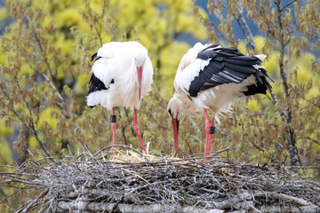 white stork in the nest