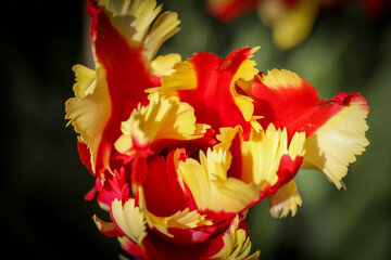 Red and yellow tulips: a dazzling color duo